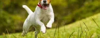 Immagine 1 azienda AMBULATORIO VETERINARIO VIGLIOTTA Veterinario in Cagliari