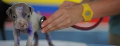 Immagine 2 azienda AMBULATORIO VETERINARIO VIGLIOTTA Veterinario in Cagliari