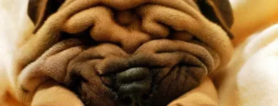 Immagine 4 azienda AMBULATORIO VETERINARIO VIGLIOTTA Veterinario in Cagliari