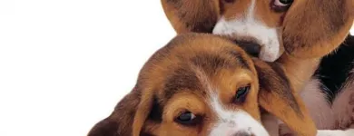 Immagine 5 azienda AMBULATORIO VETERINARIO VIGLIOTTA Veterinario in Cagliari