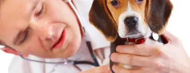 Immagine 7 azienda AMBULATORIO VETERINARIO VIGLIOTTA Veterinario in Cagliari