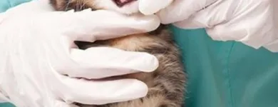 Immagine 8 azienda AMBULATORIO VETERINARIO VIGLIOTTA Veterinario in Cagliari