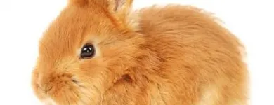 Immagine 2 azienda ANIMAL DREAM Veterinario in Napoli