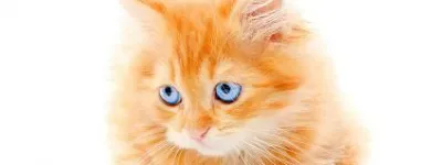 Immagine 5 azienda ANIMAL DREAM Veterinario in Napoli