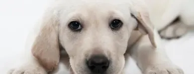 Immagine 7 azienda ANIMAL DREAM Veterinario in Napoli