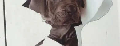 Immagine 2 azienda ANIMALI' Servizi professionali in Catania