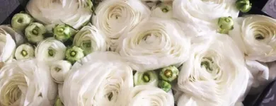 Immagine 2 azienda ANTONELLA D’ACUNZO | WEDDING AND FLOWERS NAPOLI | WEDDING PLANNER NAPOLI Wedding planner organizzazione matrimoni in Casoria NA