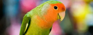 Immagine 2 azienda ARTIGIANA FOTO Servizi professionali in Marghera VE