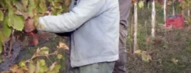 Immagine 2 azienda AZIENDA AGRICOLA BOCCELLA Servizi agricoli in Castelfranci AV