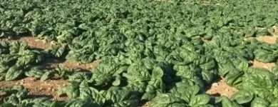 Immagine 8 azienda AZIENDA AGRICOLA TULLIO PIERINO Servizi agricoli in Cappelle Sul Tavo PE