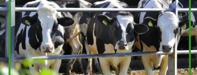 Immagine 3 azienda AZIENDA AGRICOLA VENTURIN Shopping e acquisti in Visnadello TV