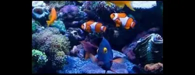 Immagine 1 azienda BLUE LIFE ACQUARIOLOGIA Shopping e acquisti in Napoli