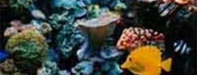 Immagine 2 azienda BLUE LIFE ACQUARIOLOGIA Shopping e acquisti in Napoli
