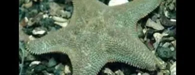 Immagine 3 azienda BLUE LIFE ACQUARIOLOGIA Shopping e acquisti in Napoli