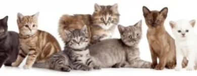 Immagine 1 azienda BUSNELLI DR. SERGIO VETERINARIO Veterinario in Saronno VA