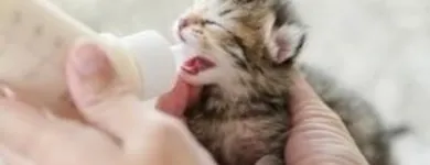 Immagine 4 azienda BUSNELLI DR. SERGIO VETERINARIO Veterinario in Saronno VA