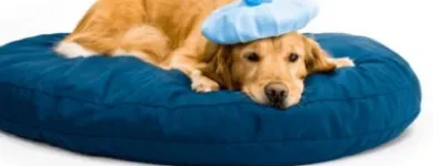 Immagine 5 azienda BUSNELLI DR. SERGIO VETERINARIO Veterinario in Saronno VA