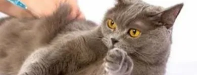 Immagine 6 azienda BUSNELLI DR. SERGIO VETERINARIO Veterinario in Saronno VA