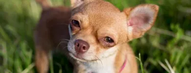 Immagine 2 azienda CHIHUAHUA STORE Shopping e acquisti in Fiumicino RM