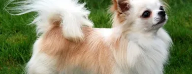 Immagine 3 azienda CHIHUAHUA STORE Shopping e acquisti in Fiumicino RM