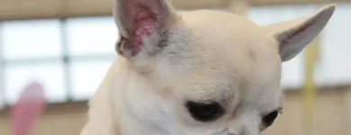 Immagine 6 azienda CHIHUAHUA STORE Shopping e acquisti in Fiumicino RM