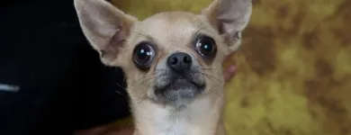 Immagine 7 azienda CHIHUAHUA STORE Shopping e acquisti in Fiumicino RM