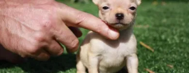 Immagine 8 azienda CHIHUAHUA STORE Shopping e acquisti in Fiumicino RM