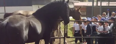 Immagine 5 azienda CIRCOLO IPPICO DEGLI ULIVI Servizi professionali in San Giovanni La Punta CT