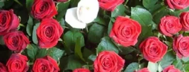 Immagine 5 azienda COLIFIORI AGRICOLI AZIENDA AGRICOLA Shopping e acquisti in San Giuliano Terme PI