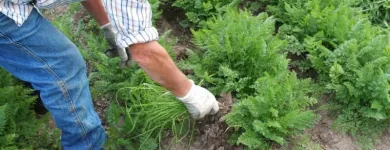 Immagine 1 azienda CONSORZIO DELLA CAROTA NOVELLA DI ISPICA IGP Servizi professionali in Ispica