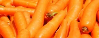 Immagine 5 azienda CONSORZIO DELLA CAROTA NOVELLA DI ISPICA IGP Servizi professionali in Ispica