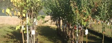 Immagine 2 azienda COOPERATIVA PRODUTTORI AGRICOLI DI CIVITAVECCHIA S.R.L. Shopping e acquisti in Civitavecchia RM