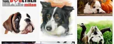 Immagine 3 azienda DIGITALE NETWORK DI G.FACCHINI Sviluppo software e applicazioni web in Cattolica RN