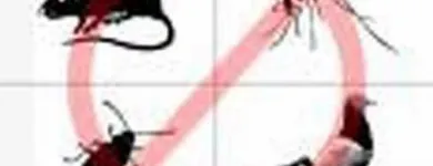 Immagine 1 azienda DISINFEST 2000 Immobiliare e ristrutturazioni in Pescara