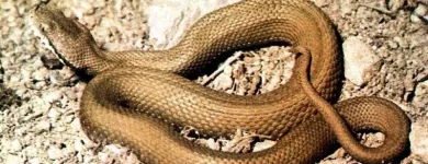 Immagine 5 azienda DISINFEST CONTROL Immobiliare e ristrutturazioni in Pescara