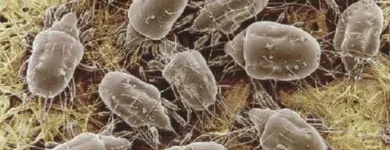 Immagine 8 azienda DISINFEST CONTROL Immobiliare e ristrutturazioni in Pescara