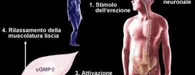 Immagine 2 azienda DR ANDREA MILITELLO UROLOGO-ANDROLOGO Salute in Roma