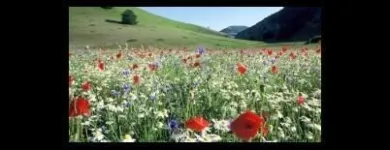 Immagine 3 azienda ECO FIORENZ Servizi professionali in Nettuno RM