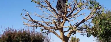 Immagine 3 azienda ECOIMEL SOC. COOP. Veicoli in Taranto