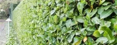 Immagine 6 azienda EDEN GARDEN Vivaio in Lonate Pozzolo VA