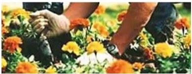 Immagine 15 azienda EDEN GARDEN Vivaio in Lonate Pozzolo VA