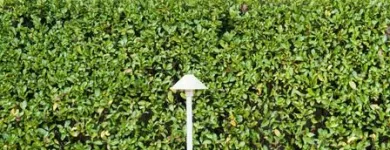 Immagine 17 azienda EDEN GARDEN Vivaio in Lonate Pozzolo VA