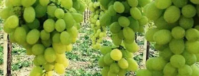Immagine 1 azienda F.LLI POLISE INGROSSO FRUTTA E VERDURA Shopping e acquisti in Somma Vesuviana NA