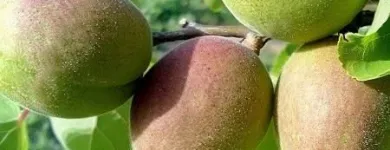 Immagine 2 azienda F.LLI POLISE INGROSSO FRUTTA E VERDURA Shopping e acquisti in Somma Vesuviana NA
