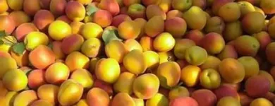 Immagine 3 azienda F.LLI POLISE INGROSSO FRUTTA E VERDURA Shopping e acquisti in Somma Vesuviana NA