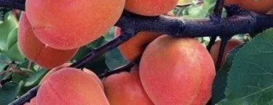 Immagine 4 azienda F.LLI POLISE INGROSSO FRUTTA E VERDURA Shopping e acquisti in Somma Vesuviana NA