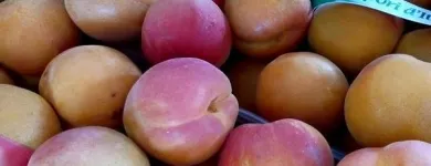 Immagine 5 azienda F.LLI POLISE INGROSSO FRUTTA E VERDURA Shopping e acquisti in Somma Vesuviana NA