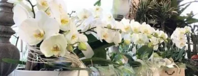 Immagine 2 azienda FIORERIA DOLCE PENSIERO Shopping e acquisti in Pederobba TV