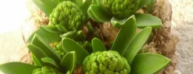 Immagine 6 azienda FIORERIA DOLCE PENSIERO Shopping e acquisti in Pederobba TV