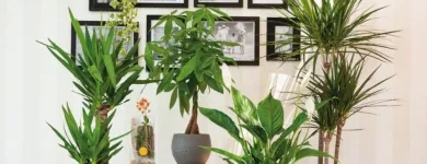 Immagine 1 azienda FIORI E FIORI DI STEFANIA MEZZELANI Shopping e acquisti in Filottrano AN